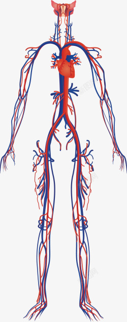 卡通内脏器官人体血管高清图片