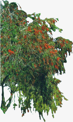 红色果实大树植物素材