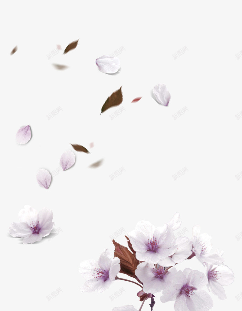 白色清新花瓣漂浮png免抠素材_新图网 https://ixintu.com 免抠PNG 清新 漂浮素材 白色 花瓣