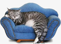 懒虫沙发的小猫高清图片