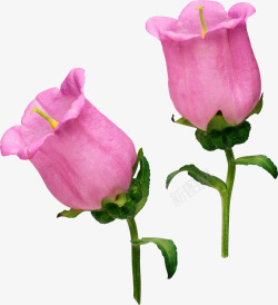 粉色花朵实物简图素材