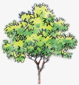 绿色手绘优美线条大树png免抠素材_新图网 https://ixintu.com 优美 大树 线条 绿色