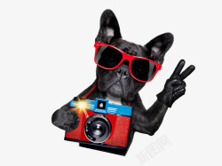 红色照相机卡通时尚狗狗拍照高清图片