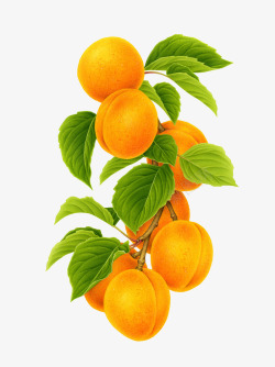 杏枝手绘黄杏高清图片