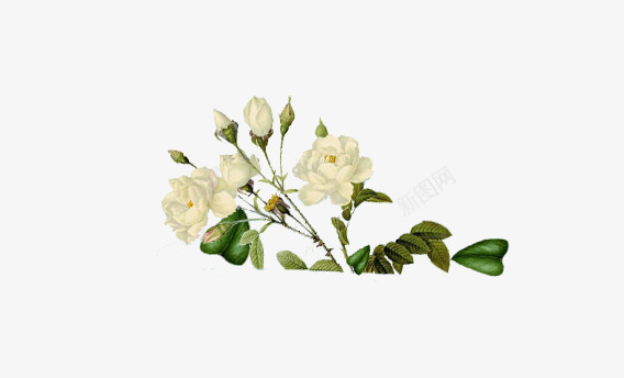 花卉花朵png免抠素材_新图网 https://ixintu.com 化妆美容 清香 漂亮 粉红 美丽 花 花卉 花朵 鲜艳