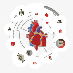 矢量心脏图解心脏展示图图标高清图片