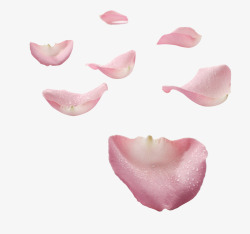 透明漂浮的粉色花瓣素材
