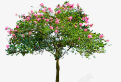 粉色小花大树景观装饰素材