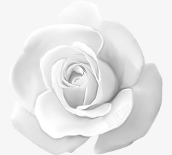 漂浮鲜花白色玫瑰花高清图片