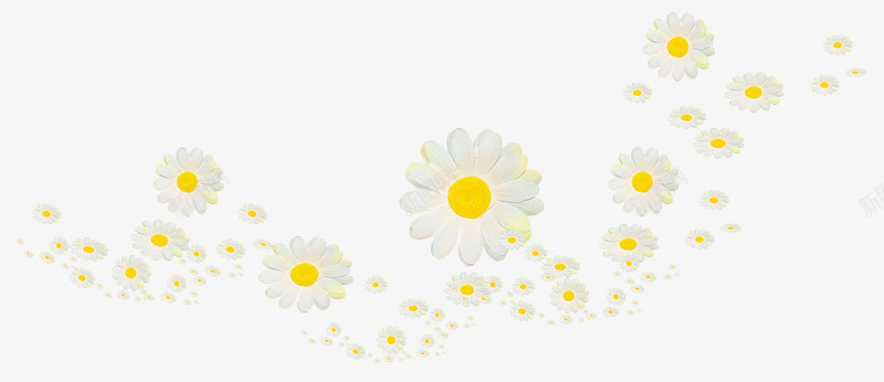漂浮的贡菊png免抠素材_新图网 https://ixintu.com 手绘 漂浮 白色 菊花