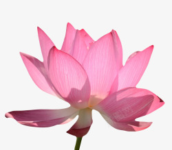 粉红色有观赏性透明的一朵大花实素材