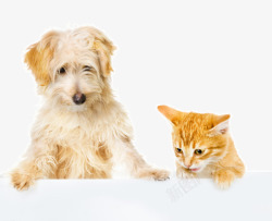 狗狗和猫咪素材
