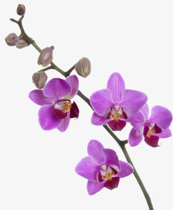 漂亮紫色珠花一枝胡姬花高清图片