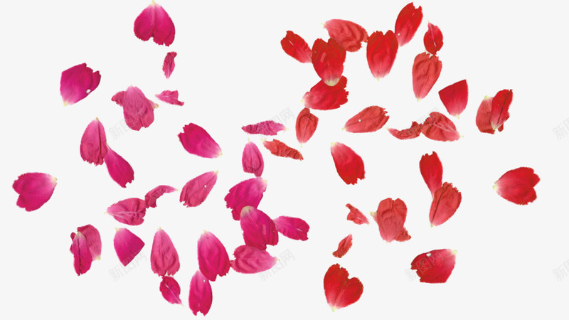 漂浮的红色花瓣png免抠素材_新图网 https://ixintu.com 漂浮 玫瑰花 红色 花瓣 花蕾