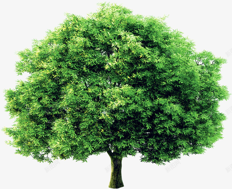 绿色植物环保大树png免抠素材_新图网 https://ixintu.com 大树 环保 绿色植物