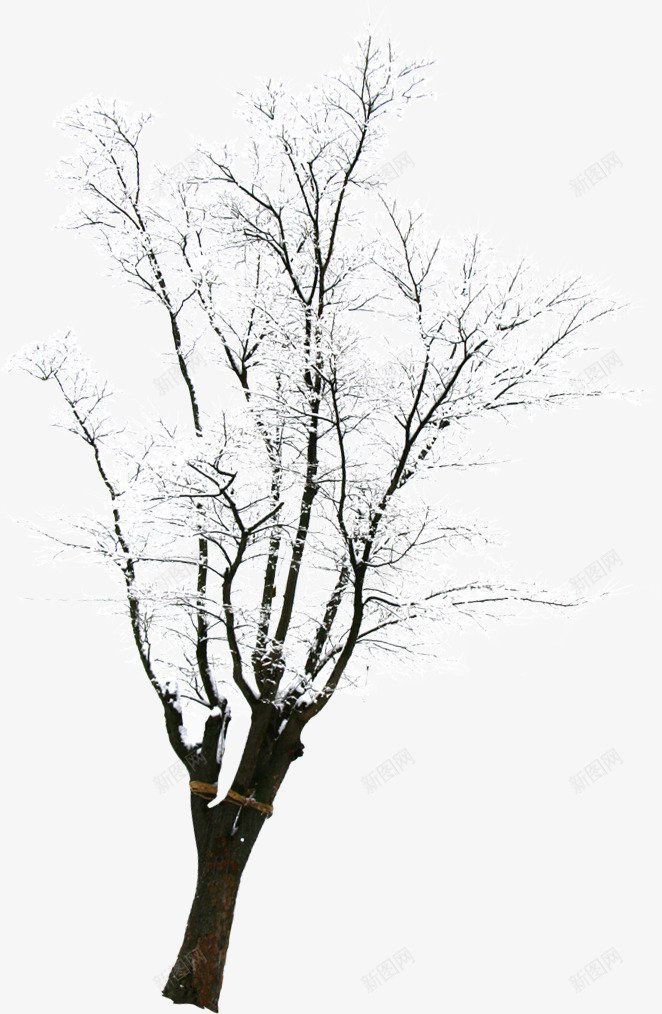 白色大树雪景树木png免抠素材_新图网 https://ixintu.com 大树 树木 白色 雪景
