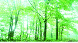 创意合成绿色的森林大树效果素材