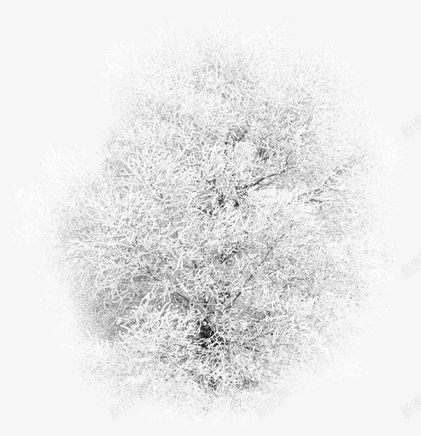 白色唯美俯视大树冬日png免抠素材_新图网 https://ixintu.com 俯视 冬日 大树 树俯视图 白色