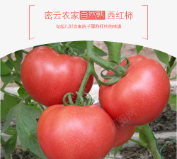 西红柿背景素材
