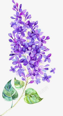 彩绘紫色丁香花漂浮花高清图片