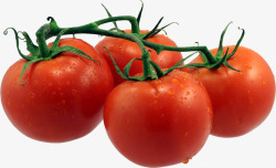 新鲜西红柿番茄圣女果素材