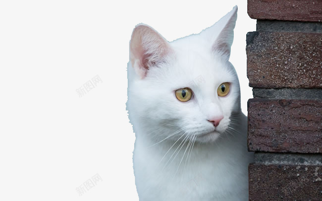 可爱白色小猫png免抠素材_新图网 https://ixintu.com 动物 可爱 呆萌 墙边的小猫 墙面 宠物 家宠 猫咪 白猫 白色猫咪 萌宠