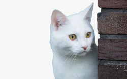墙边可爱白色小猫高清图片