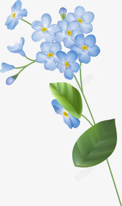 春暖花开蓝色花朵素材