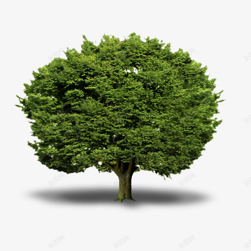 一棵大树png免抠素材_新图网 https://ixintu.com 实物 植物 清新 绿树