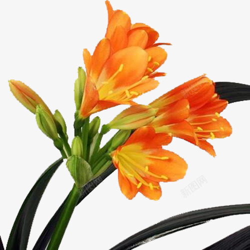 橙色君子兰png免抠素材_新图网 https://ixintu.com 君子兰 实物 橙色 绽放的花朵 美丽 装饰