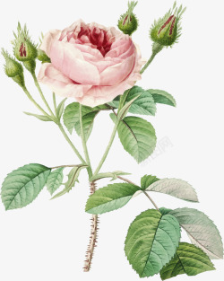 手绘美丽的粉玫瑰素材