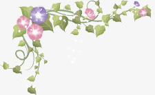 牵牛花素材