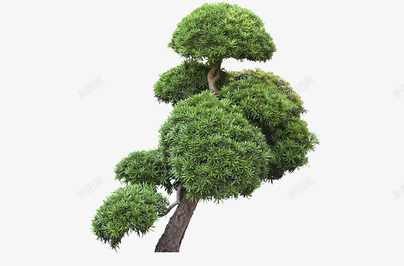 一棵大松树png免抠素材_新图网 https://ixintu.com 大树 松树 植物 绿色