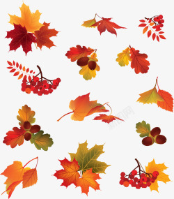 落叶秋天秋季凋零的树叶高清图片