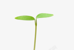 枝丫茎叶绿色植物叶芽高清图片