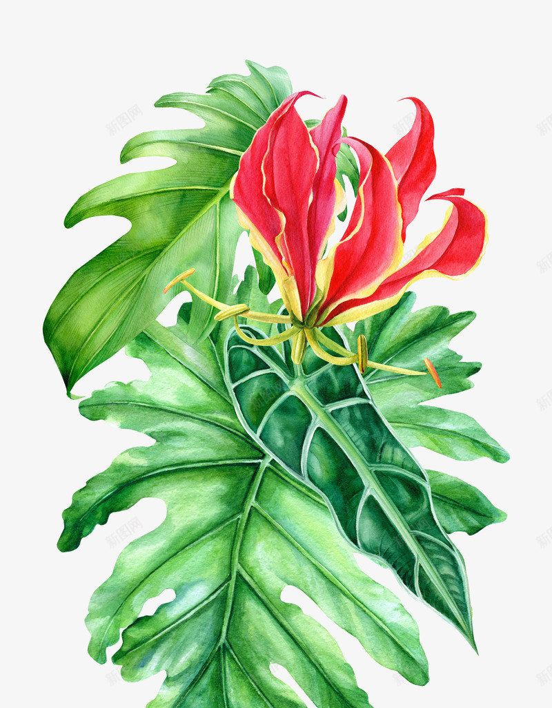 卡通手绘美丽的植物png免抠素材_新图网 https://ixintu.com 创意 动漫动画 卡通手绘 简约 红色的花朵 绿色的叶子