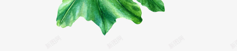 卡通手绘美丽的植物png免抠素材_新图网 https://ixintu.com 创意 动漫动画 卡通手绘 简约 红色的花朵 绿色的叶子