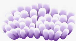 海花紫色美丽海花高清图片