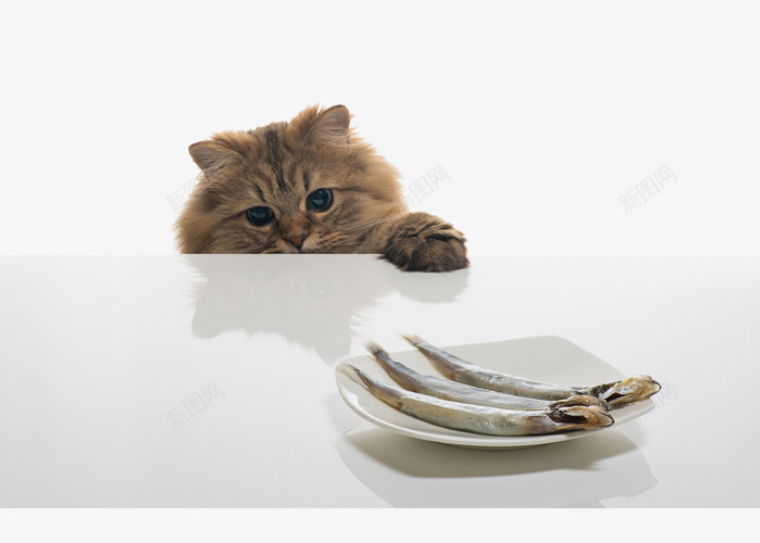 够不着鱼的猫咪png免抠素材_新图网 https://ixintu.com 可爱 好吃 小鱼 猫咪