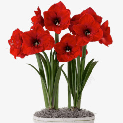 美丽植物红色花朵素材