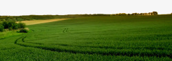 麦地绿色麦田高清图片