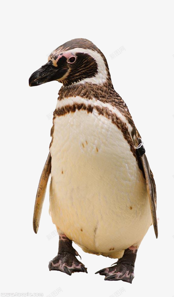 可爱企鹅正面png免抠素材_新图网 https://ixintu.com 企鹅正面 南极 可爱企鹅 野生动物