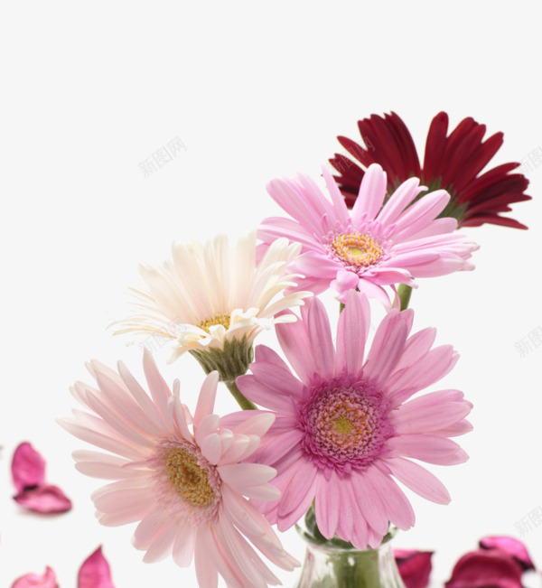 手绘菊花png免抠素材_新图网 https://ixintu.com 漂浮 粉色 菊花 贡菊
