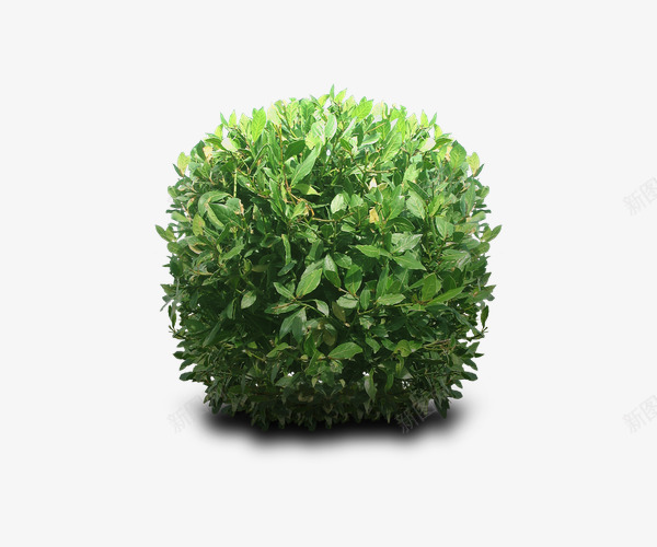 绿色球状植物png免抠素材_新图网 https://ixintu.com 唯美 实物 树 树木 清新 灌木 环保 绿色