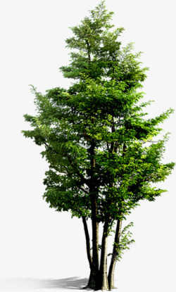 绿化景观大树造型素材