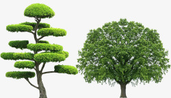 大树树木绿色环保绿化素材