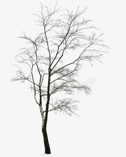 冬日大树枯萎创意手绘素材