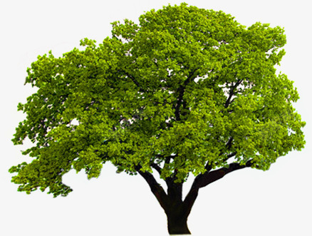 绿色唯美意境大树png免抠素材_新图网 https://ixintu.com 大树 意境 绿色