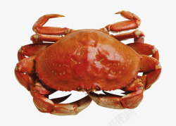 美味的螃蟹图片预订大闸蟹高清图片