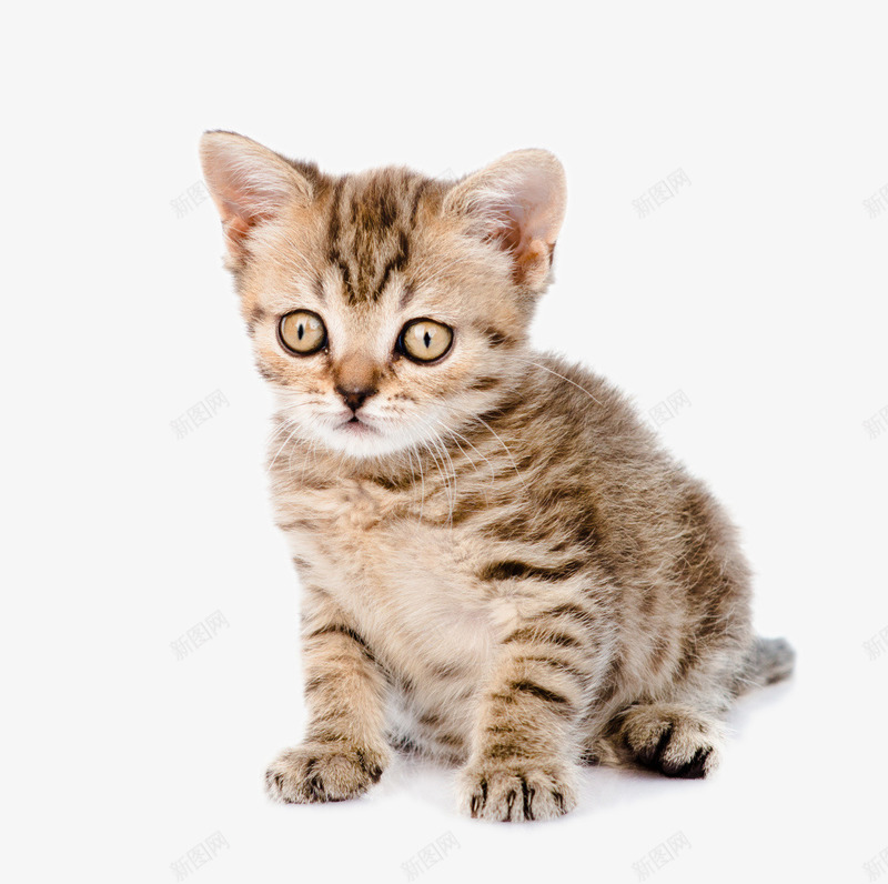 宠物猫png免抠素材_新图网 https://ixintu.com png 可爱猫咪 宠物 小猫